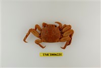 藏品(鱗形斜紋蟹)的圖片